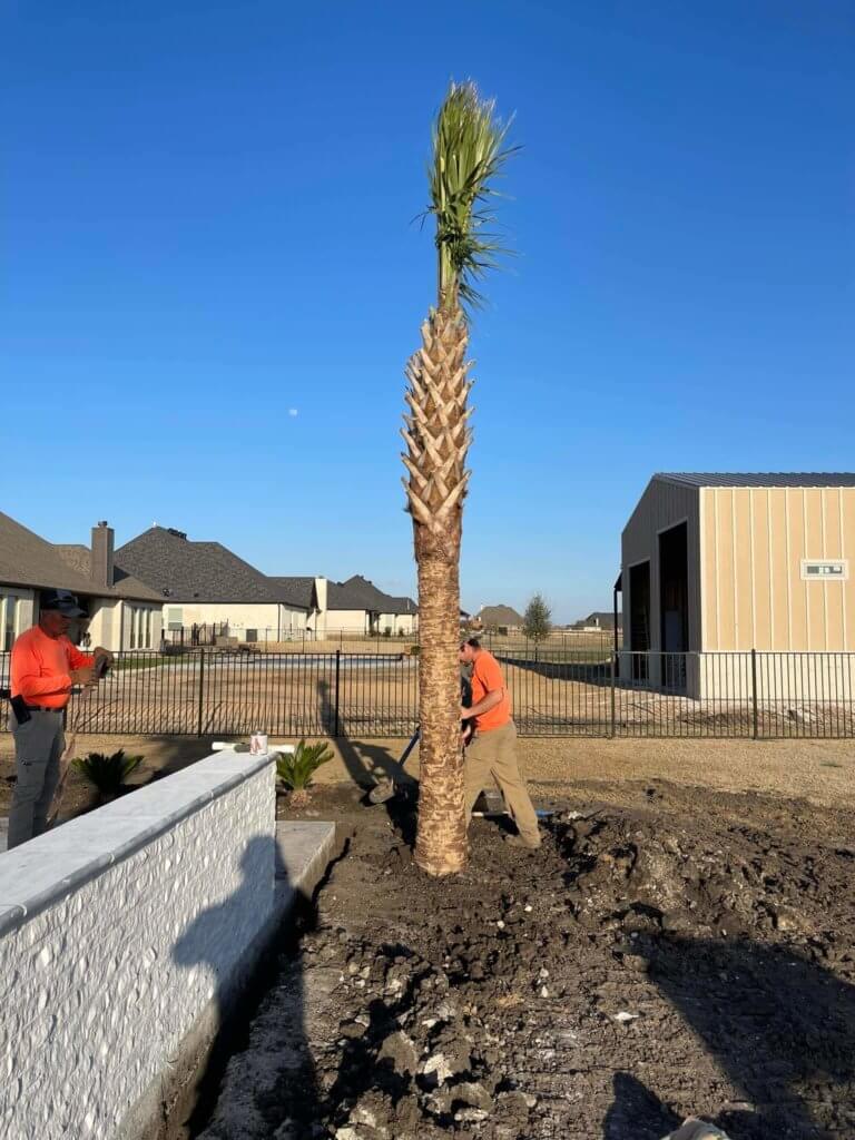 palm tree update