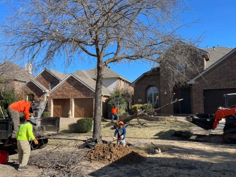 front tree removal